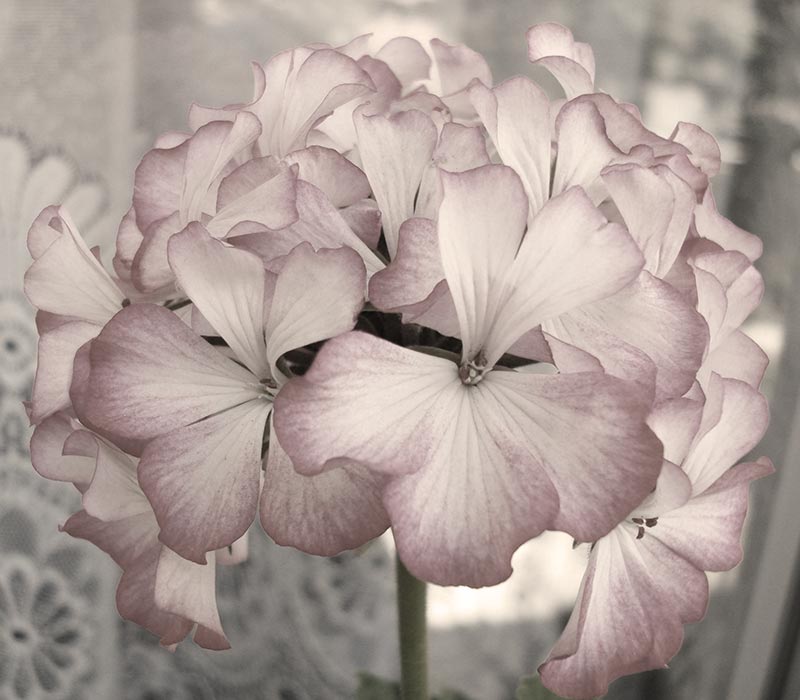 geranium_3